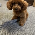 レッドトイプードル八ヶ月の子犬です。