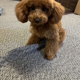 飼い主さん募集します