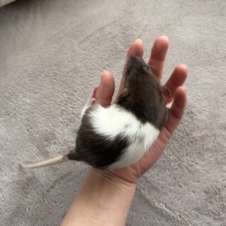 ファンシーラットのおうち募集????