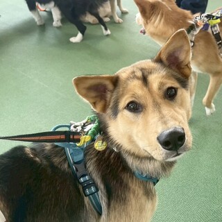 雑種の子犬　濃茶で立ち耳、元気な男の子