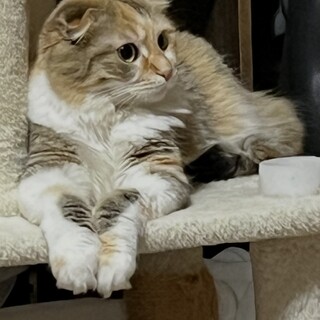 可愛いいスコティッシュ一歳のこ