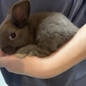 ミニうさぎ