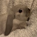 ミニうさぎ（両方垂れ耳）