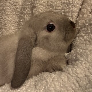 ミニうさぎ（両方垂れ耳）