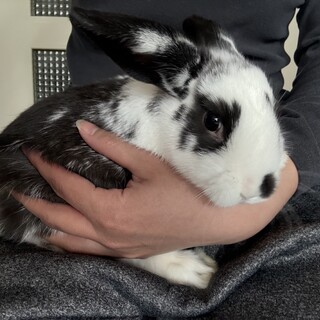 ミニうさぎ（両耳立ち）