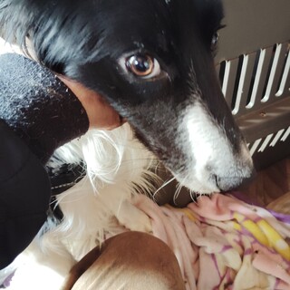 ボーダーコリー　代理投稿