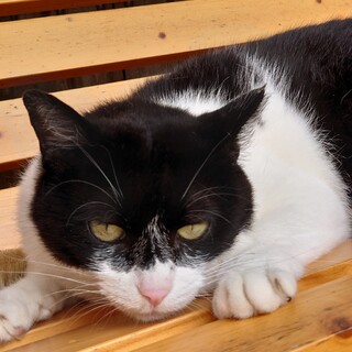 一度目が合うと忘れられないタマちゃんです！