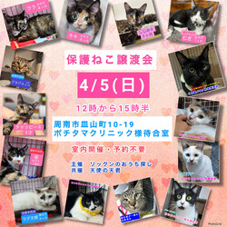 保護ねこ譲渡会in周南市