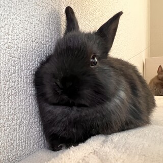 ミニウサギ‪‪✕‬ネザーランドドワーフ(アルビノ)