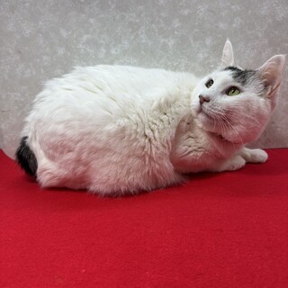 デブニャン好き必見！何事にも動じない❤どすこい