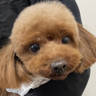 トイプードル・女の子・5歳