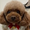 トイプードル・女の子・4歳