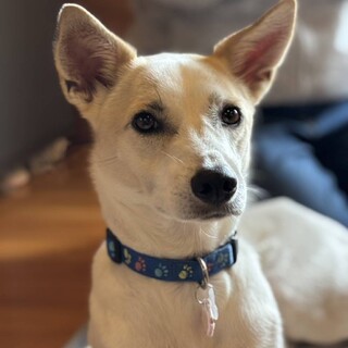 賢いメイちゃん