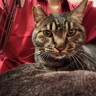 人が好き❤️抱っこ好き♫甘えん坊なキジトラちゃん