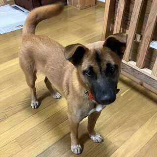 不妊手術済み人なつこいメス子犬