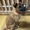 不妊手術済み人なつこいメス子犬 サムネイル5