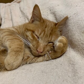 もっちりもふもふ激人懐こいぶさかわ石松君去勢MC済