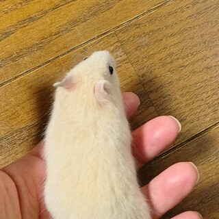 ハムスター里親さん募集　キンクマ
