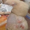 ハムスター里親さん募集　キンクマ