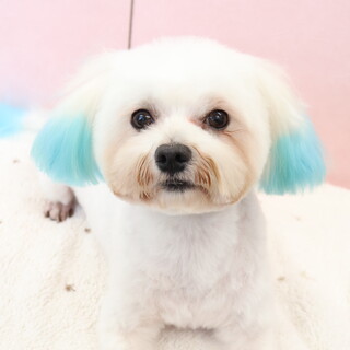 マルチーズ(5歳)男の子