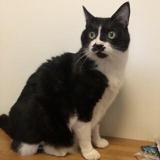 老猫ですが元気な男の子です