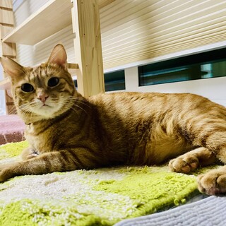 とっても優しいナイーブな茶トラ男子♡