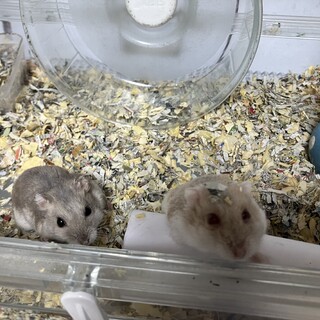 ジャンガリアンハムスター里親募集