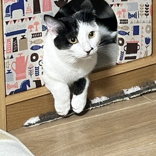 むっちりボディの七味ちゃん☆