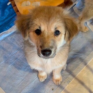 ネリちゃんチビッコ「さくくん」