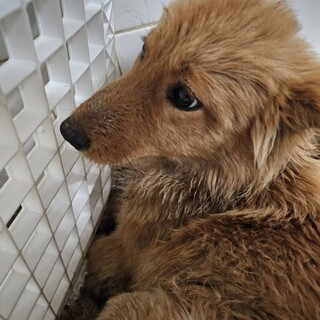 殺処分対象❗️収容期限4/7迄❗️延長なし