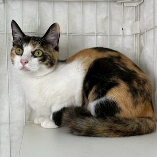 カレトちゃん♀@約7ヶ月