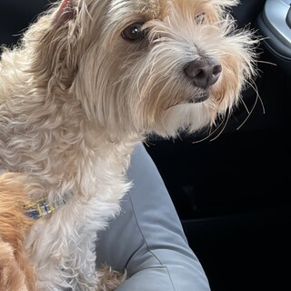 可愛い犬です。