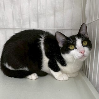 きなこくん♂@約7ヶ月