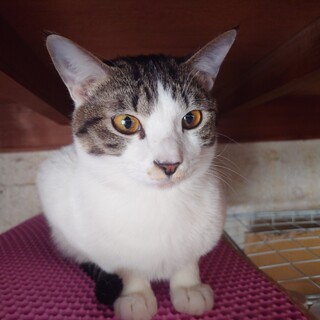 キジ白君　白多め　11ヶ月