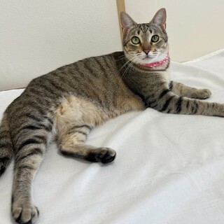 キジトラ♀@約2歳未満