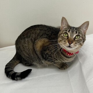 キジトラ♀@約2歳未満