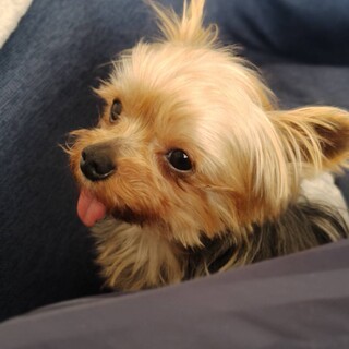 チビヨーキー、アグーの家族を探しています。