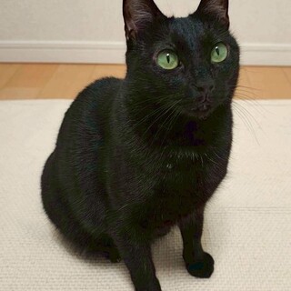 ぽこべーちゃん♀@約2歳未満