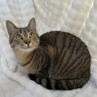 ぴかりちゃん♀@約2歳未満