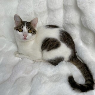 しらたまくん♂@約5ヶ月