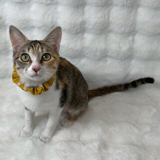 キャティーちゃん♀@約5ヶ月