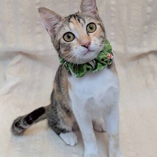 フランちゃん♀@約5ヶ月