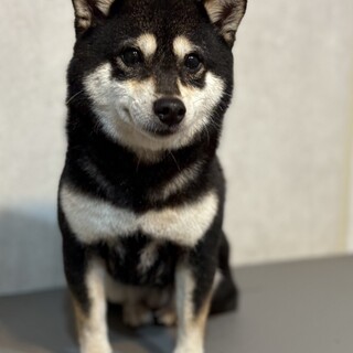 黒柴なぎの家族を探しています。