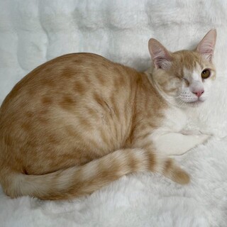 ラミくん♂@約8ヶ月