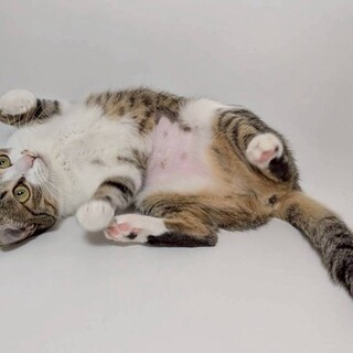 マナリーちゃん♀@約8ヶ月