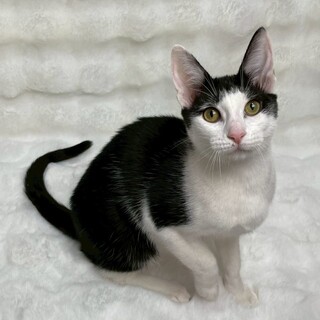 ガガちゃん♀@約5ヶ月半