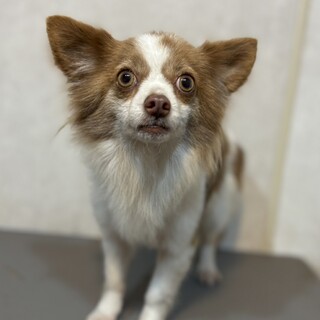 チワワのイブ、家族を募集します。