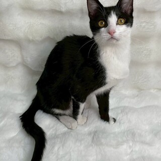 黒白子猫ハチワレ♀@約5ヶ月半