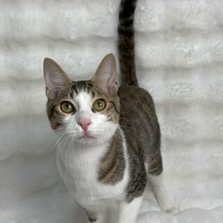 ディオくん♂@約5ヶ月半