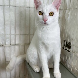 白子猫♂@約6ヶ月未満